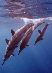 Spinner dolphins divning back into the water after a spin... by David Espinoza 